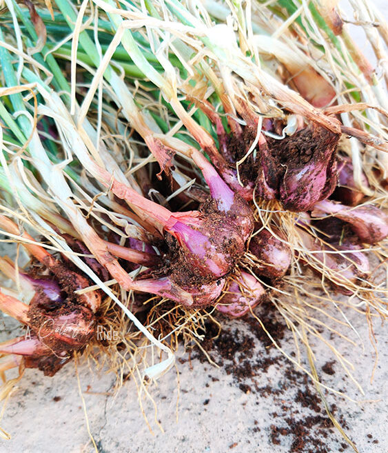 ONION