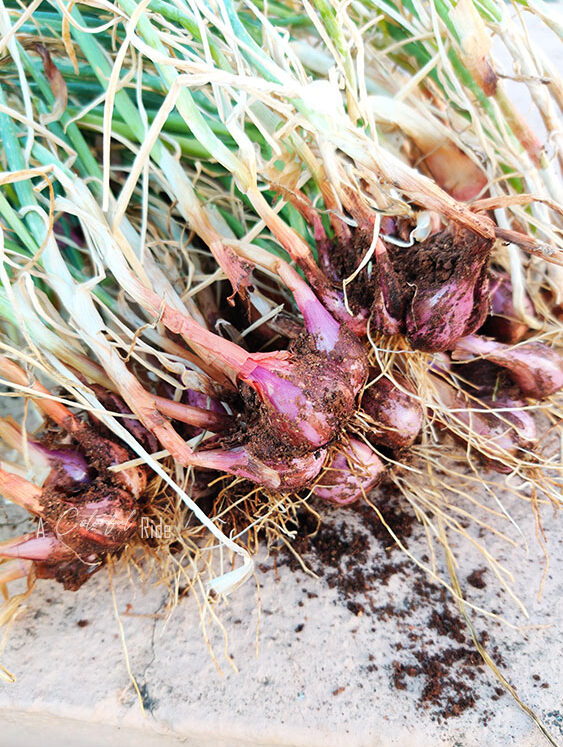 ONION ONION