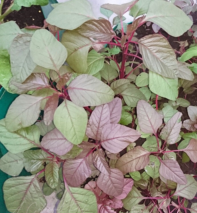 amaranthus amaranthus