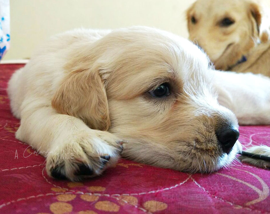 puppies4
