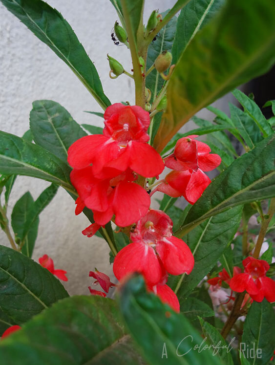 balsam balsam