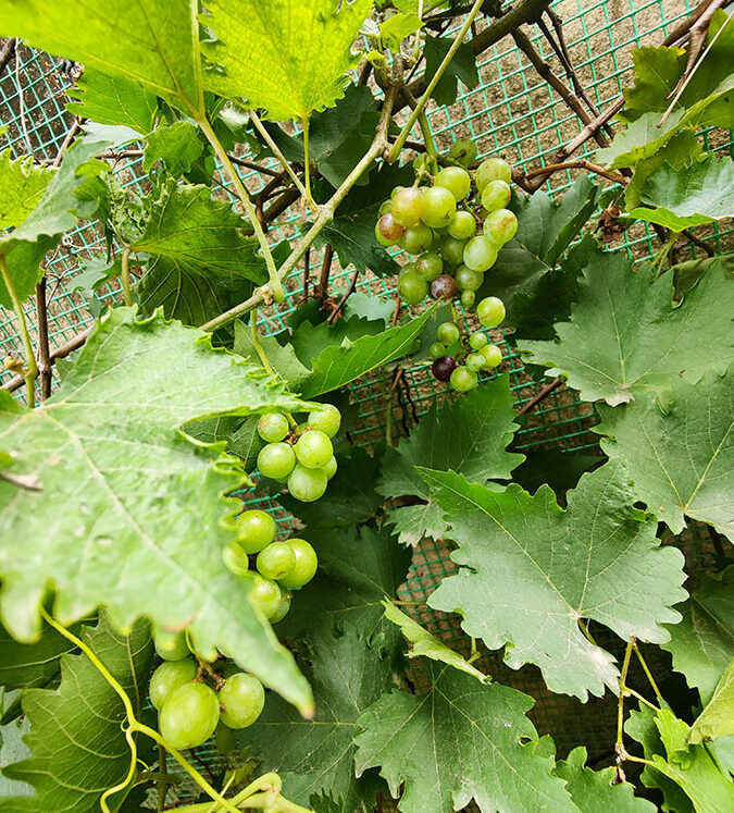 grapes