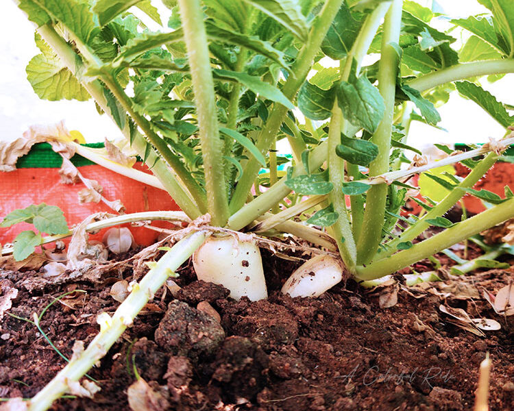 radish