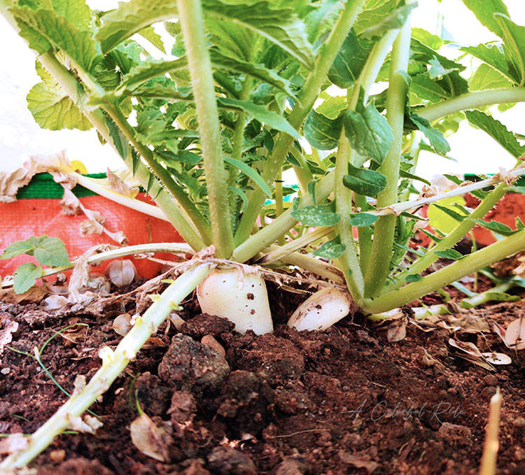 radish radish