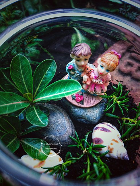 terrarium2