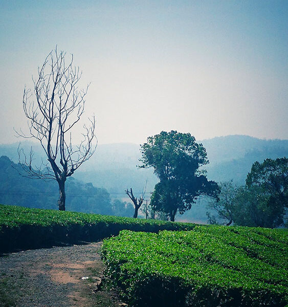 valparai