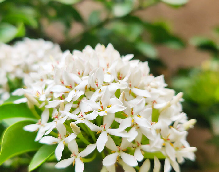 ixora