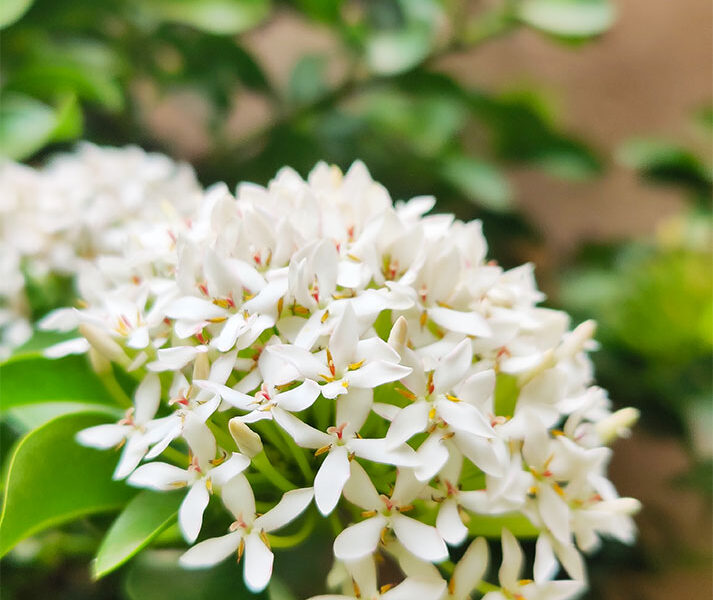 ixora