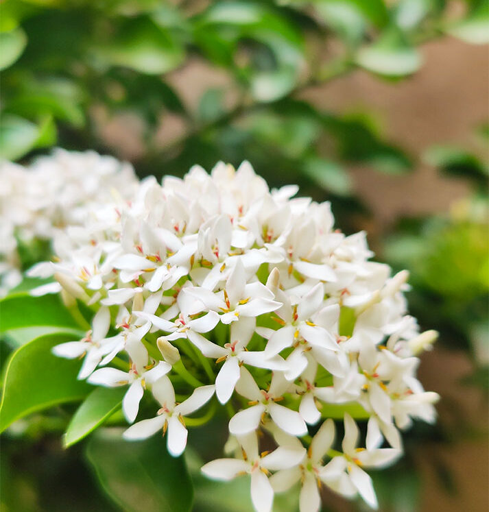 ixora ixora