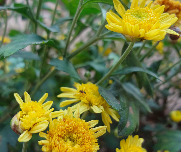 ixora2