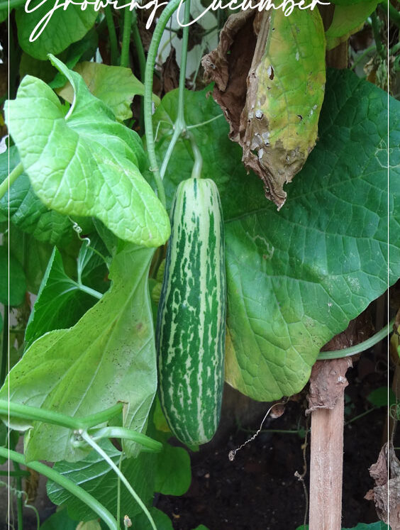 1 1