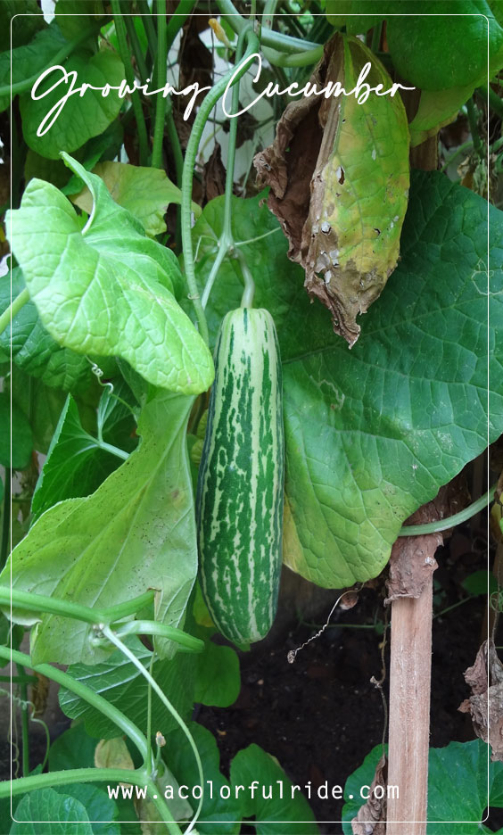 growing cucumber, growing cucumbers, growing.cucumber, growing of cucumber, growing a cucumber, growing cucumber plants, growing cucumbers in a pot, growing cucumbers from seeds, growing cucumber in containers, cucumber plant growing