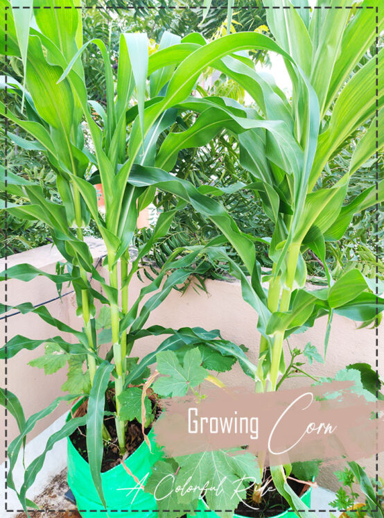 Corn