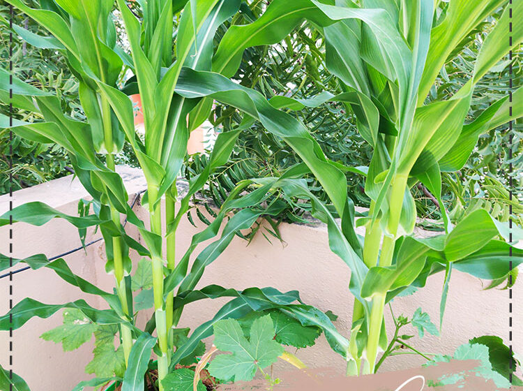 Corn