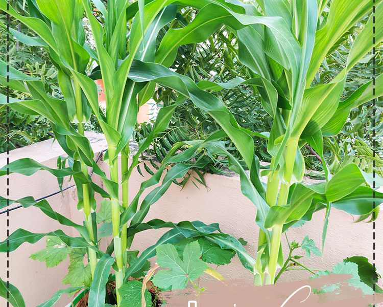 Corn
