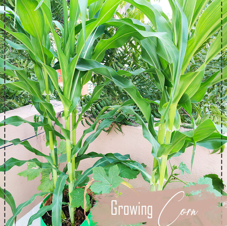 Corn